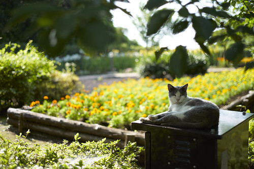 cat and flowers