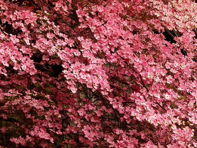 Pink Dogwood Flower-Fall...