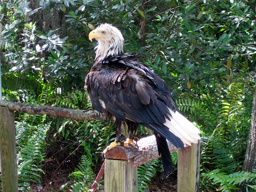 Post-bath Bald Eagle