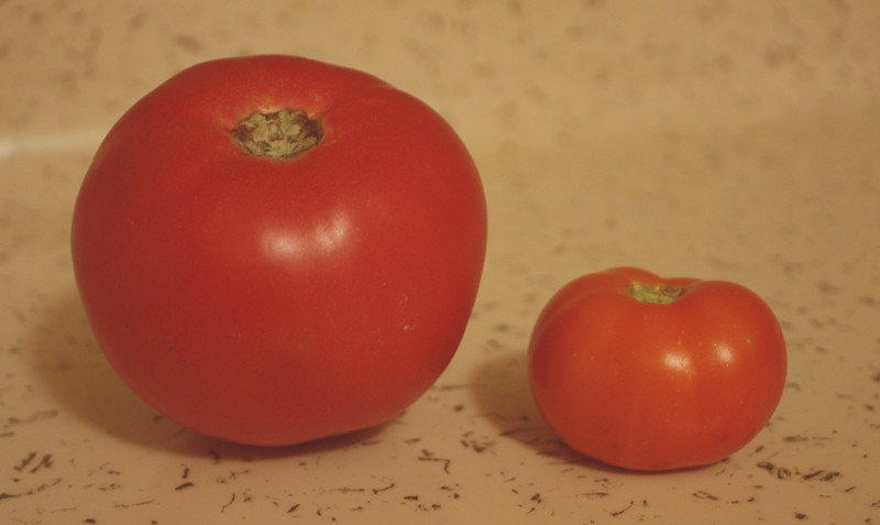 110731 First Tomato comparison