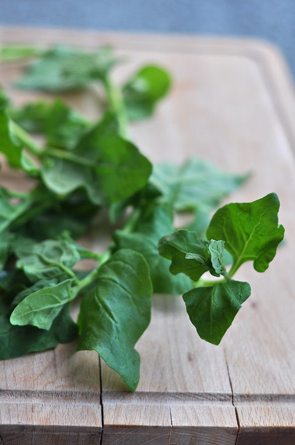 uus-meremaa spinat e. ruutlehik/new-zealand spinach