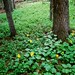 Heart-Leafed Arnica