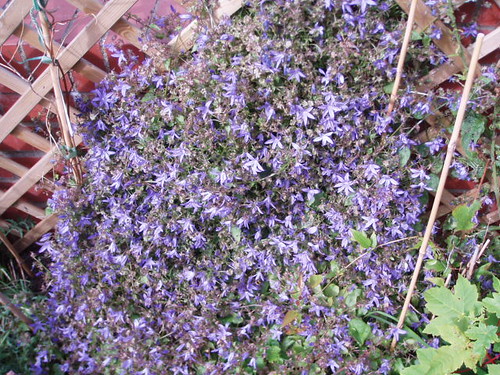 Purple climbing plant