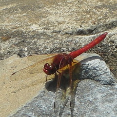 Red dragonfly (digital zoom)