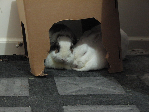 snuggling under the box