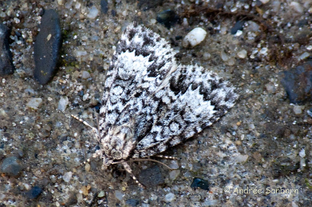 Black Zigzag Moth (Panthea acronyctoides)-5.jpg