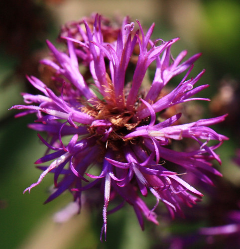 Spikey Purple Flower