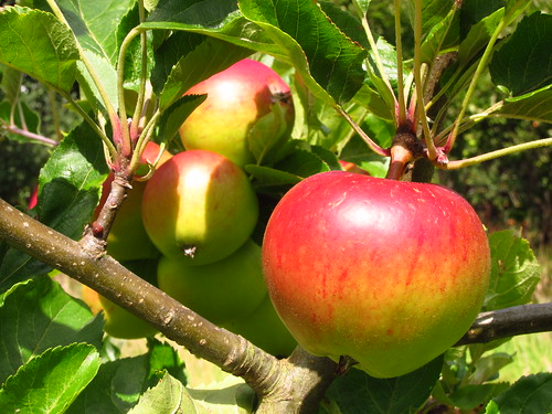 Apples in the Orchard at Fenton House