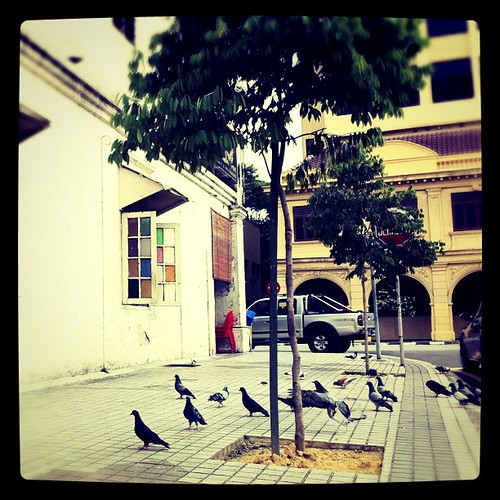 Pigeons in front of Yut Kee