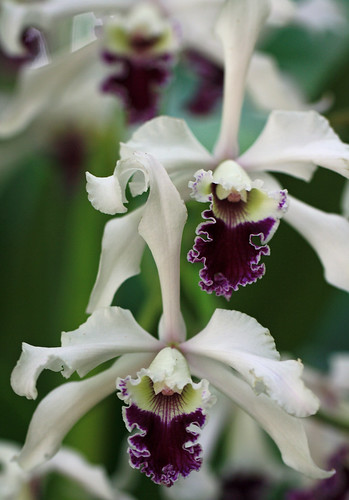 Purple Tongue Orchids