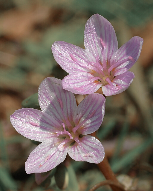 Silver Lake Park, in Highland, Illinois, USA - pink Claytonia virginica (Spring Beauty) wildflower