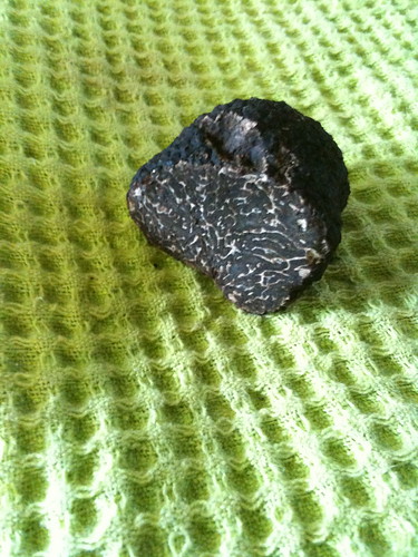 truffle by margoc