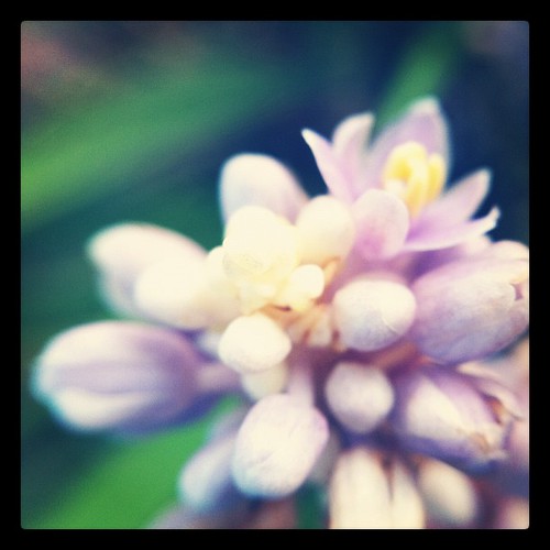 Soft Purple Petals by bichonphoto