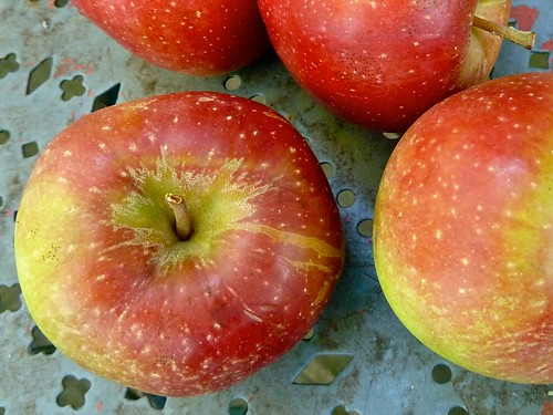 Spitzenburg apples