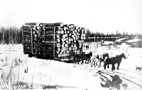 white pine logging in Northern MN around the turn of the century.