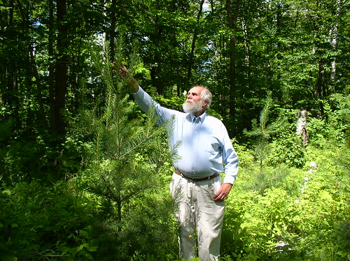 Rieber Paulson monitoring the growth on a 5-year old white pine.