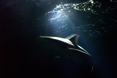 Shark From Below