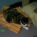 Suri ~ At The Montclair Animal Shelter Cat Room 