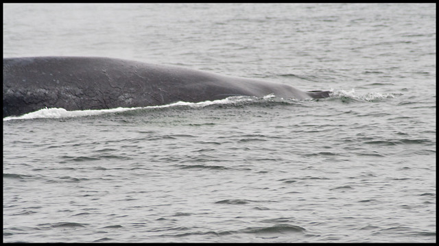 Large Mystery Whale 7-8-2011