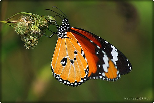 Butterflies are self propelled flowers. by H a s h e e d(More Off than On)