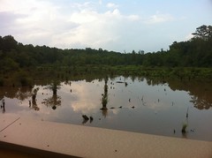  Swamp - Upper Deck 