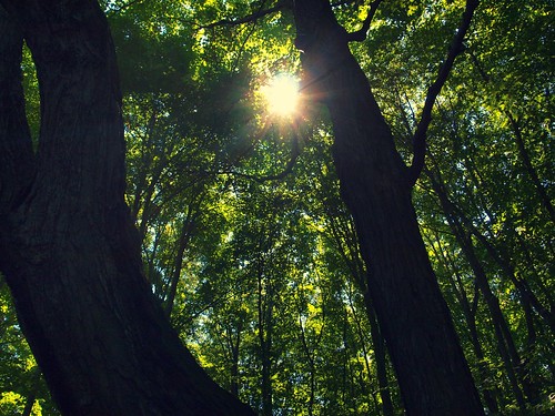 フリー写真素材|自然・風景|森林|樹木|日光・太陽光線|カナダ|