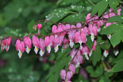 Bleeding Heart plant in one of the residential gardens we passed by in Härnösand, Sweden... 2011.