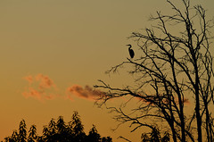 Heron After Sunset DSC_5455 by Mully410 * Images