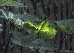 late light behind philodendron