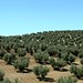 Plantacoes de olivas