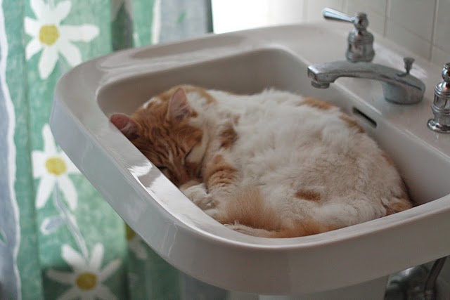 kitten in sink