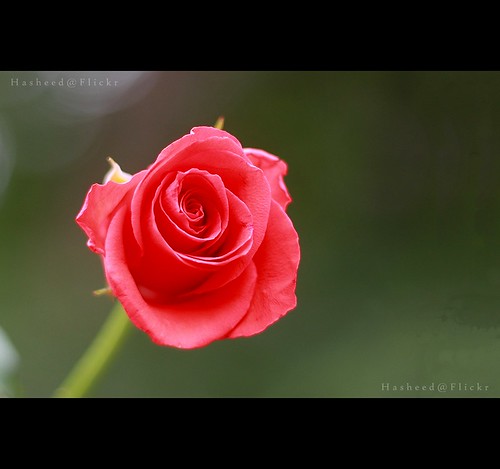 The rose speaks of love silently, in a language known only to the heart. by H a s h e e d(More Off than On)