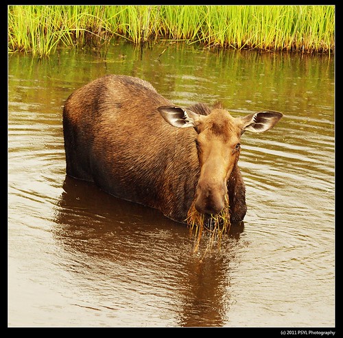 Moose (Alces alces)