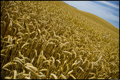 A Wheat Field In Caledon by Christian Stepien.com
