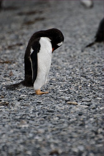 Papua penguin II (Gentoo penguin) by Aztlek