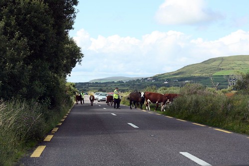 Cow crossing
