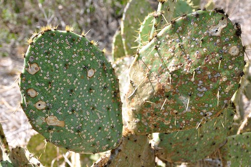 Prickly Pear in Drought