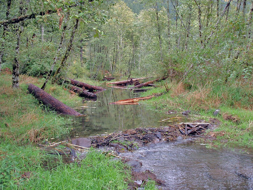 After - an improvement of water quality and fish habitat for streams such as Oregon’s Sucker Creek.