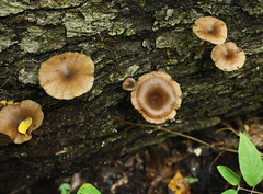 Wood Clitocybe caps
