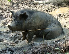 Scary pig in mud