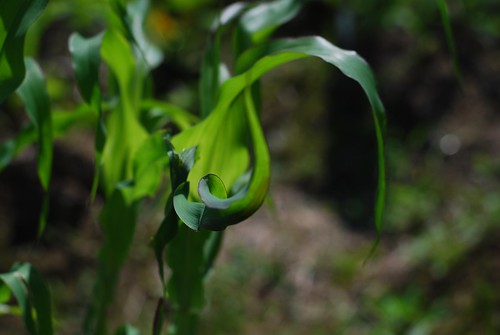 the curl of a corn leaf