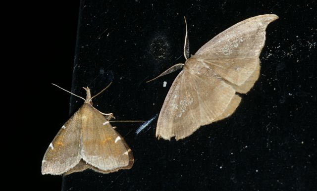 シロモンアツバ Paracolax albinotata　& マエキカギバ Agnidra scabiosa