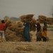 Camponeses trabalhando na colheita do trigo