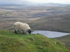 Grazing Sheep on Isle of Skye