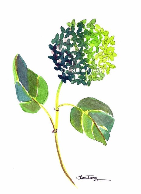 hydrangea green 