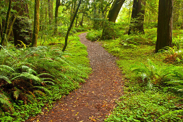 Path Through Hendy Woods State Park, Anderson Valley