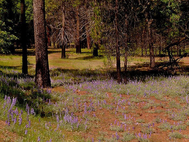 Valley Lupine