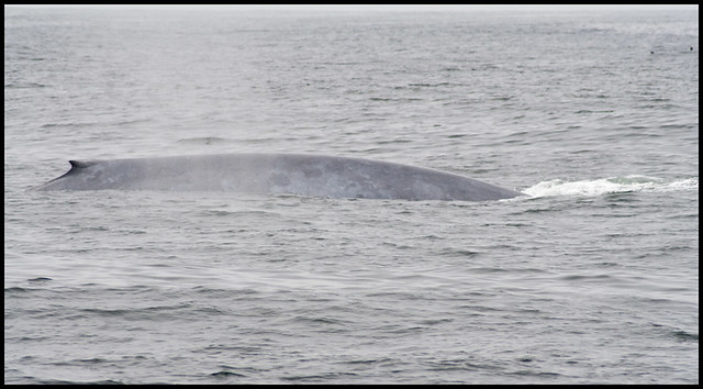 Blue Whale Unkown 7-8-2011
