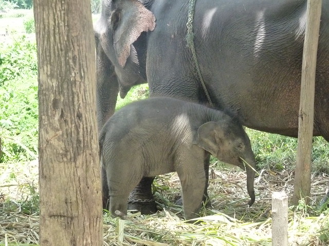 ¡TAILANDIA EN CHANCLETAS! - Blogs de Tailandia - Patara Elephant Farm (19)