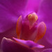 P1040161 TJ mini orchid